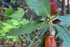 R. dichroanthum ssp. herpesticum (May 6)