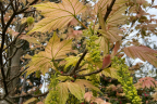 Sycamore Maple - Acer pseudoplatanus 'Leopoldii' (May 4)