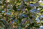 Camellia-japonica-Extravagance-03-24