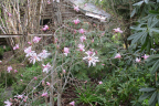 Magnolia x loebneri ‘Leonard Messel' (April 4)