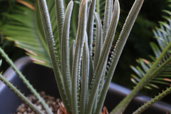 Sago Palm -- Cycas revoluta