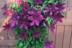 Clematis  'Ruutel’