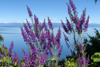 Linaria purpurea (Purple Toadflax)