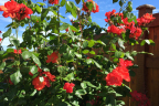 Rose 'Fred Loads'