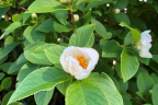 Stewartia