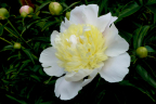 Paeonia lactiflora 'Primavera'