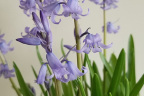 Hyacinthoides