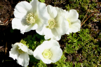 Anemone de caen 'The-Bride'