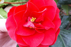Camellia 'Moshio'