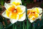 Narcissus 'Golden Pearl'