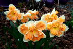 Narcissus 'Sunny Girlfriend'