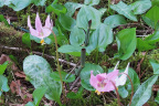 Erythronium