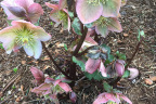 Helleborus 'Ivory Prince'