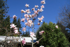 Magnolia 'Barbara Cook'