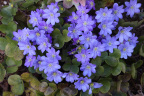 Hepatica nobilis