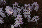 Chionodoxa