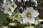 Helleborus