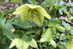 Helleborus