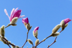 Magnolia 'Leonard Messel'