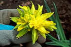 Narcissus 'Rip Van Winkle'