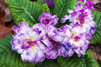 Primula Belarina