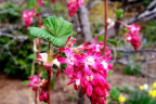 Ribes sanguineum