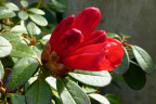 'Royston Red' bud