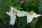 Trillium ovatum