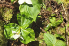 Trillium ovatum