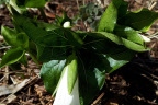 Trillium