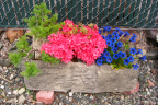 variegated-azalea-and-trumpet-gentian