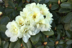 ‘Creamy Chiffon’
