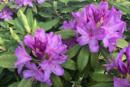 ‘English Roseum’