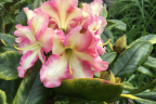 ‘Melrose Flash’