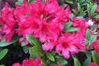 ‘Titan Beauty’