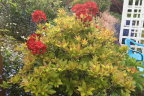 Unknown Azalea