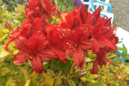 Unknown Azalea
