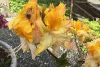 'Washington State Centennial'
