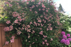 ’Broughton Star’