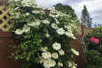 Clematis ‘Duchess of Edinburg'