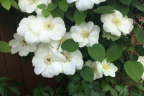Clematis ‘Duchess of Edinburg'