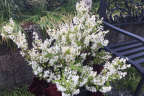 Deutzia gracilis