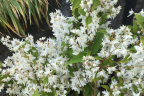 Deutzia gracilis