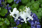 D. exima 'Alba'