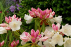 'Golden Torch'