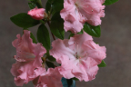 'Laura Moreland'
