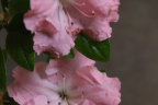 'Laura Moreland'