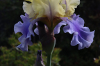 Iris 'Edith Wolford'