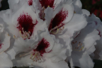 'Picobello'