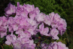 R. oreotrephes